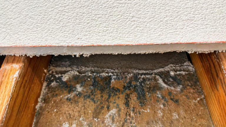 Visible mold growth under wall cavity in Fresno CA showing water damage and contamination